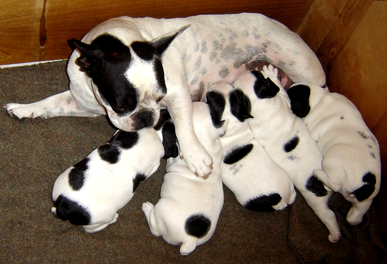 breeding