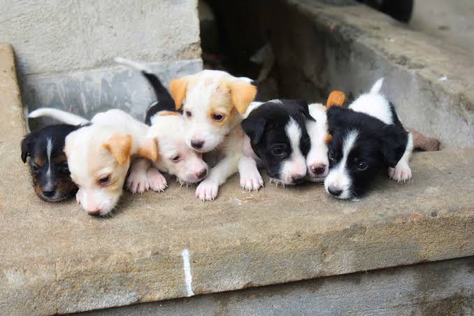 k9 pet zone dogs