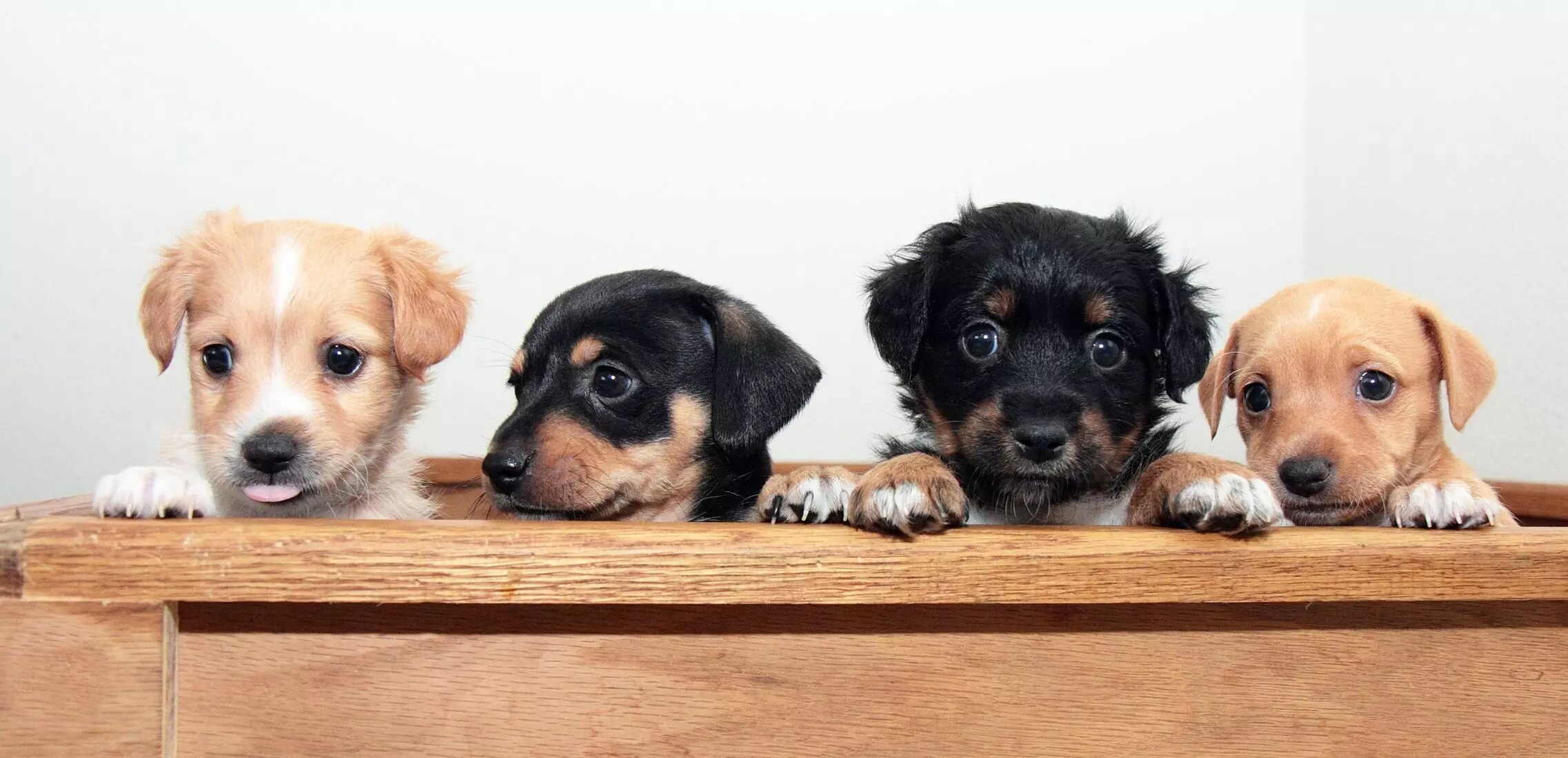 Dog post from the k9 pet zone Instagram page